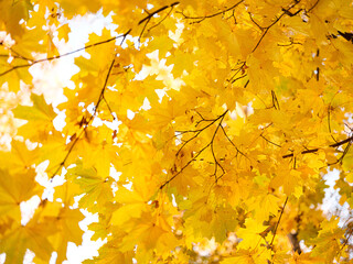 Yellow maple leaves on a tree. branches of a tree with yellow maple leaves. Autumn