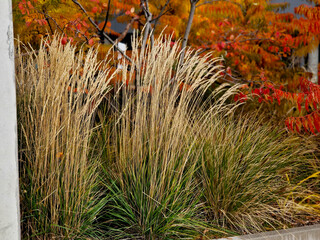 ornamental flowerbed with perennials and stones made of gray granite, mulched pebbles in the city...