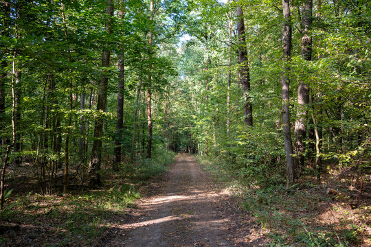 Tranquil Forest Pathway in Late Summer