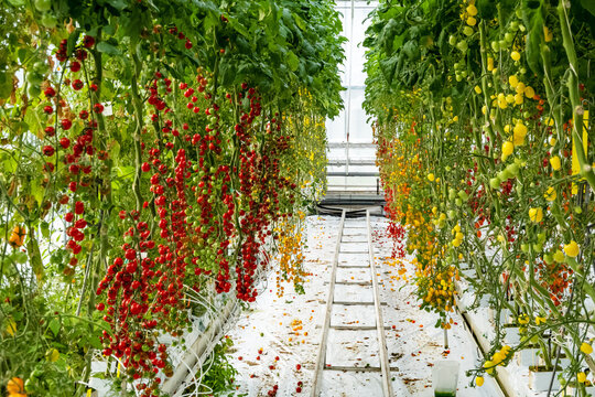 Varieties of tomatoes used as a gene pool for plant breeding purposes in Dutch horticulture