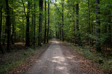 Fototapeta premium Tranquil Forest Pathway in Late Summer