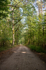 Fototapeta premium Tranquil Forest Pathway in Late Summer