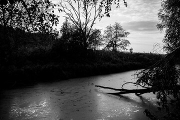 Swampy Forest Pond with Fallen Trees and Algae Cover