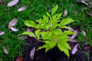 Yellow trumpetbush and cultivation