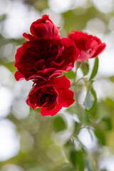 Red Roses in Bloom with Green Leaves