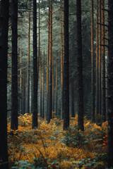 Obraz premium A forest filled with lots of tall pine trees in the middle of a forest