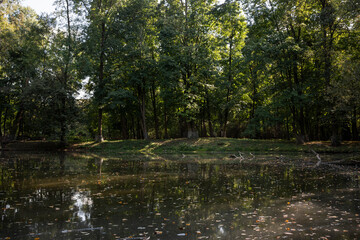 Obraz premium Pond Surrounded by Dense Green Trees in Park