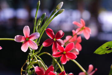 Flower nature fomantic