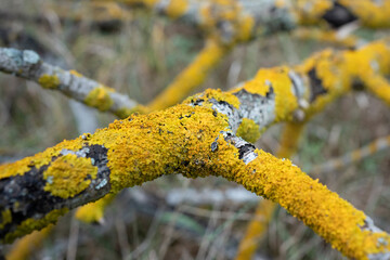 Yellow Lichen Covering Twigs in Forest Setting