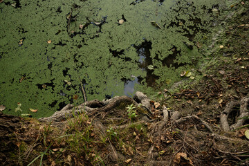 Forest Pond with Duckweed and Tree Roots