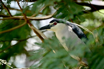 This series of photos captures a night heron in various poses among tree branches. It watches its...