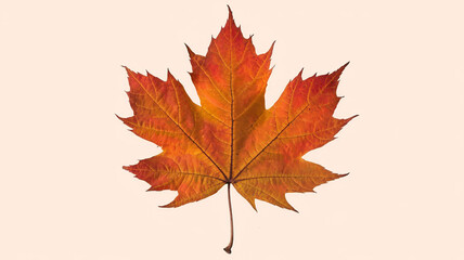 Obraz premium Single Orange Maple Leaf Isolated on White Background