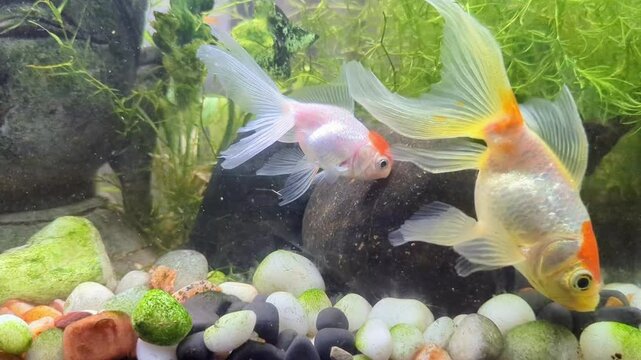 a redhead oranda and gold fish eating waste food from the rock bed at the bottom of the aquarium 