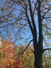 autumn in the park