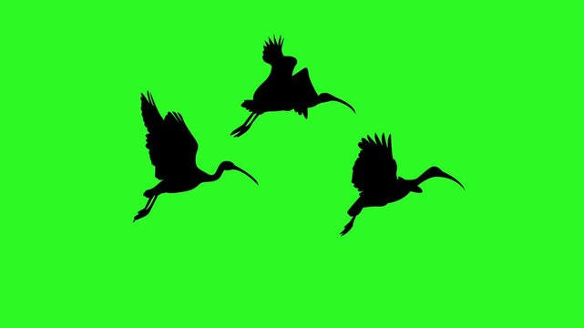 Animated silhouette of an ibis bird in flight, slowly moving across a green chroma key background