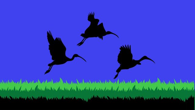 Animated motion graphic featuring sea, land, and Ibis birds silhouettes slowly moving across a chroma key green screen background. Sunset or sunrise animation background