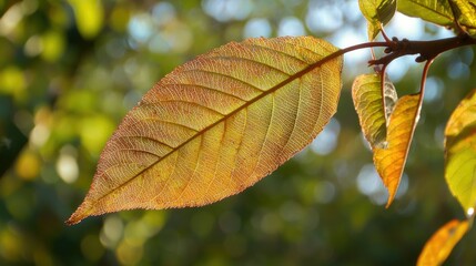 Obraz premium A single autumn leaf on a branch, backlit by the sun, with a blurred background of other leaves.