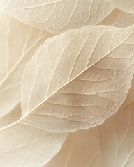 Close-up of Delicate, Dried, Beige Leaf Veins