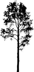 Obraz premium Minimalist Aspen Tree Silhouette Vector Icon in Black