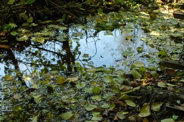 Stream in the forest with fallen autumn leaves	