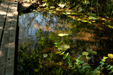 Stream in the forest with fallen autumn leaves	