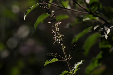 Holy basil flower closeup. Selective focus.