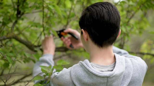 Teenage boy working in garden trimming tree branches with pruning shears. Adolescent boy using pruning tool to cut branches from trees in garden. Young boy pruning tree branches with garden tools