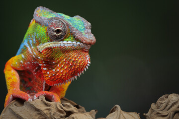 Beautiful of panther chameleon, Panther chameleon on branch, Panther chameleon closeup, Chameleon panther on dry leaves with natural backround