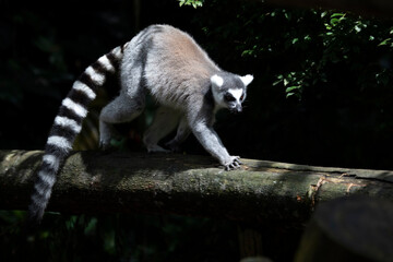 Ring-tailed lemur on branch, The ring-tailed lemur (Lemur catta) on tree