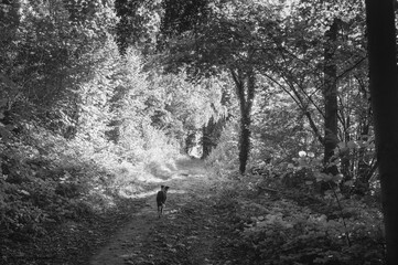 Obraz premium Grayscale shot of a dog walking on a pathway in a forest
