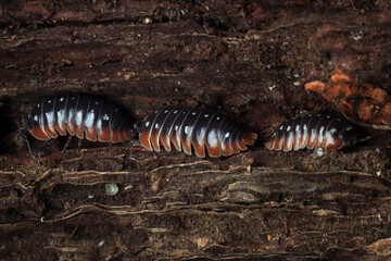 Armadillidium klugii montenegro isopod closeup on wood, Armadillidium Gestroi Isopod closeup