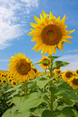 A bright sunflower stands tall in a  sunflower field under a blue sky with  clouds,