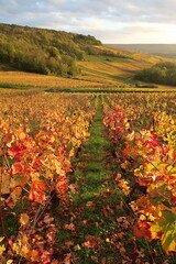 Vignoble en automne en Champagne Ardenne, perspective entre deux rangs de vigne, avec des feuilles rouges et oranges (France)