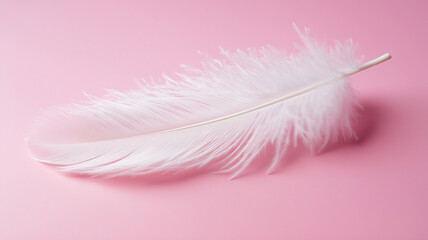 Obraz premium ピンク背景に映える白い羽根