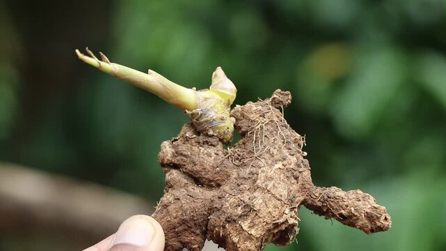Ginger also known by name zingiber with fresh sprouts ready to be planted held in the hand on a natural background