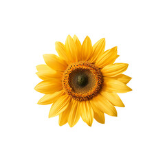 Fototapeta premium A Brilliant Golden Sunflower Standing Out Against a Dark Background, Radiating Warmth and Joy While Capturing the Essence of Summer and Nature's Abundant Beauty.