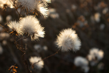 Close-Up of Fluffy Dandelion in Sunset Light Against Dark Background