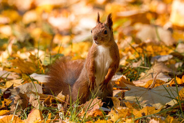 A red fluffy squirrel stands between fallen leaves and looks toward the camera lens on a sunny autumn day.