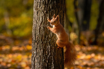 A red fluffy squirrel holds onto a tree trunk and looks toward the camera lens on a sunny fall day.