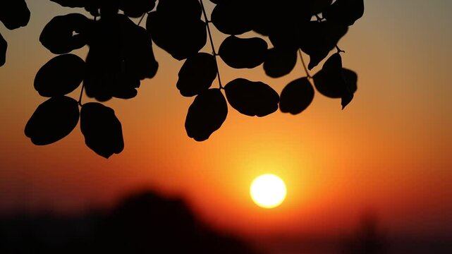 silhouette of Carob (Ceratonia siliqua) leaves at sunset
