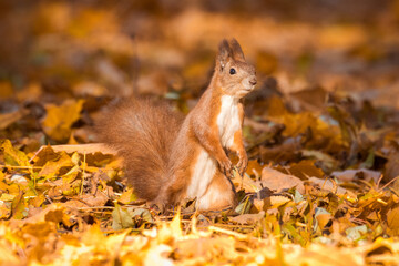 A red fluffy squirrel stands between fallen leaves and looks toward the camera lens on a sunny autumn day. 