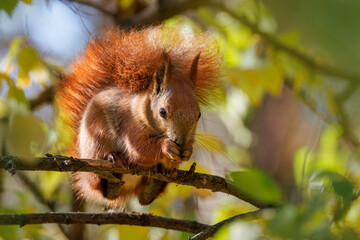 A close-up red fluffy squirrel sits on a thin branch and eats a piece of walnut toward the camera lens on a sunny fall day.