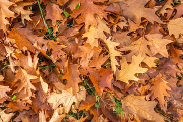 Close-up of fallen oak leaves. Fresh green blades of grass can be seen between the leaves. It is autumn season in the Netherlands.