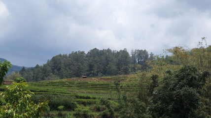 Natural scenery. Rice fields, mountains, trees and cloudy skies