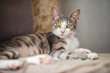 Fototapeta premium Adorable Gray Tabby Cat with Yellow Eyes Relaxing Peacefully
