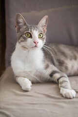 Playful Gray Tabby Cat with Yellow Eyes Relaxing Peacefully