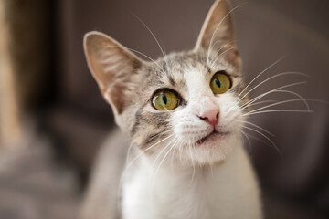 Playful young tabby cat, indoor portrait