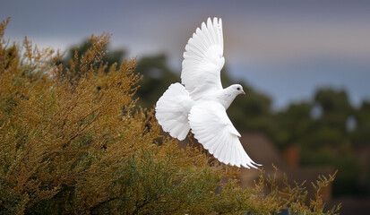 A white dove flying over a tree. Holy Spirit. 