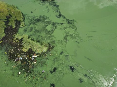 Blooming green water looks like a swamp with water lilies on surface. Environmental pollution concept green mud on water landscape with lake Obolon Kyiv Ukraine embankment bottle on pond close up