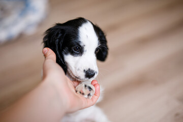 A one-month-old white spaniel puppy with black ears and spots is nibbling its owner's fingers